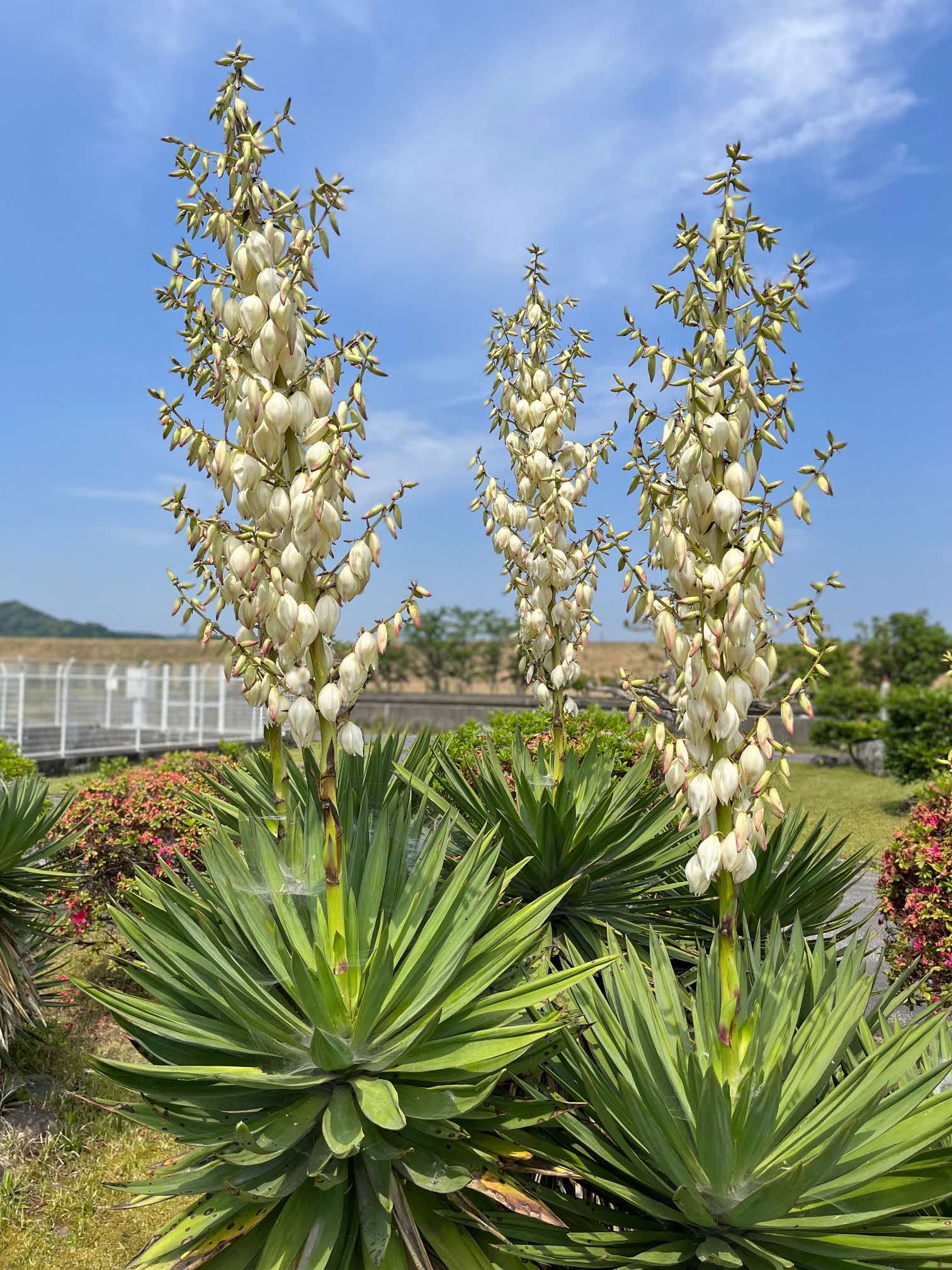 島根県企業局 今津浄水場の緑地帯にはいろんな植物があります 花の名前がわからず検索したら キミガヨラン というリュウゼツランの仲間でした 植込みの水芭蕉似の花も検索で オランダカイウ と判明 水芭蕉の様に湿地を好むようですが 確かに湿地