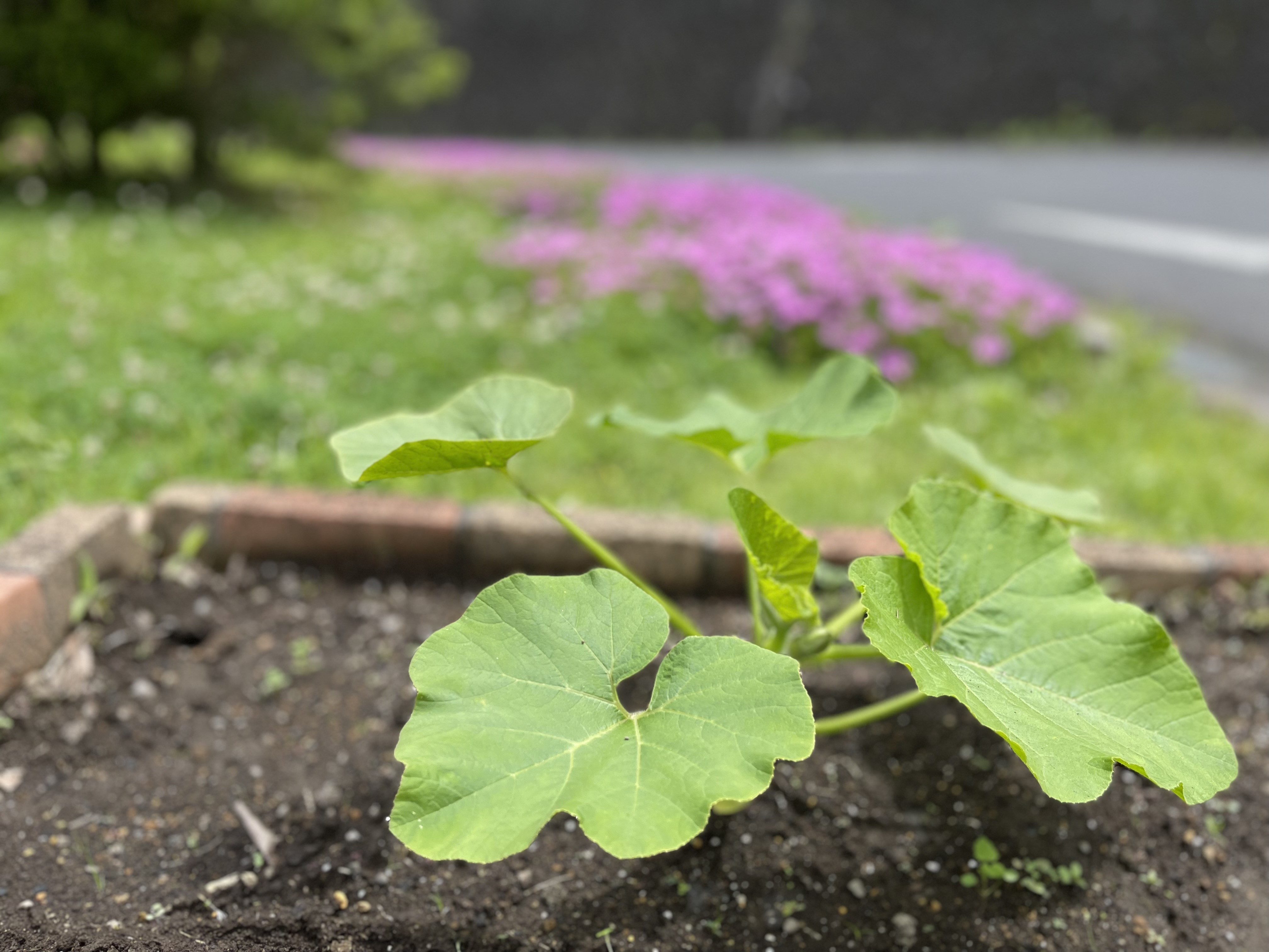 奥日立きららの里 ハロウィンかぼちゃの苗をポットから移植しました 暑い夏を過ぎて ４か月後には写真のようなジャンボカボチャの実となります T Co 5am6s2pbbk Twitter