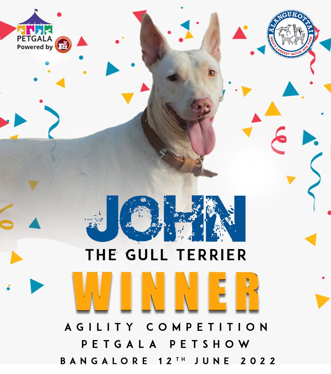 AlanguDog's tweet photo. Our John The Indian Gull Terrier (Indian Native Breed) 
won Agility Competition at Petgala 2022, Bangalore
@Sambandam 
@Praywin6 
#petgala #alangu #pet #kennelclubofindia #fci #showdog #indiangullterrier https://t.co/iqQOIgRp4Q