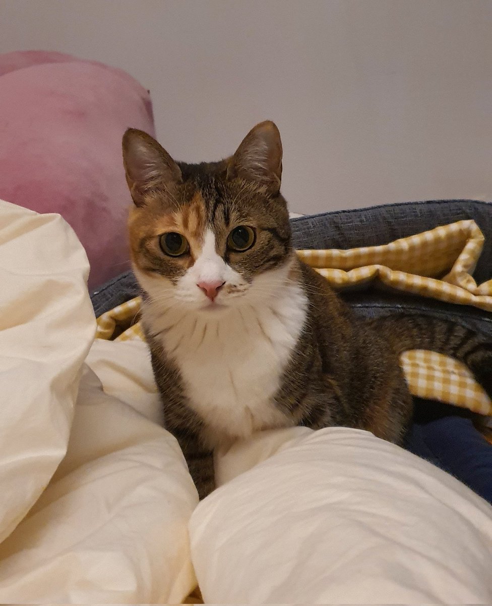 <RT 부탁드립니다>
엄마가 된 일찐짱 고등어냥 💖코코💖
너구나 이문동이쁜이가? 삼색냥 💓미미💓

3개월간 임보처에서 지낸 코코미미의 입양처를 찾습니다.💌

▶️ 고양이 두 마리? 행복이 두 배!
▶️ 육아난이도? 성묘 짱!

인간싫어 냥들이 인간?좋은듯; 냥이가 된 대감동 소설을 함께 써나가주세요💞