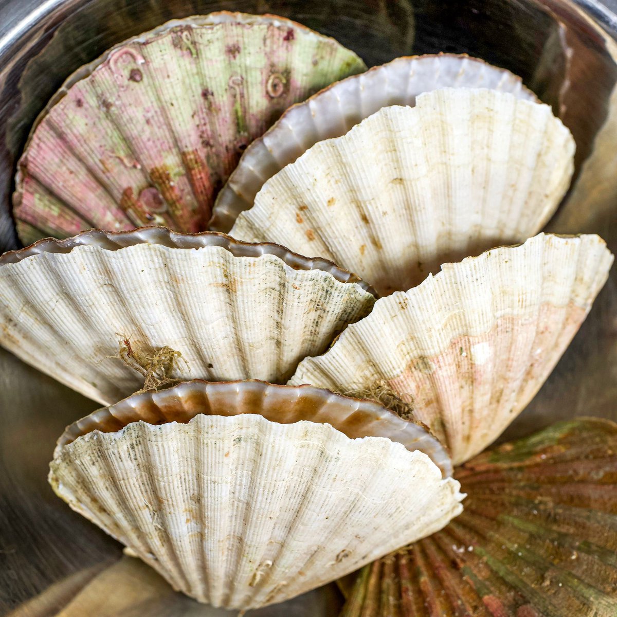 thegintrapinn's tweet photo. Hand-Dived Orkney Scallops from the sea bed. Fresh as they come.

#freshscallops #beautifulproduce https://t.co/mhJbsGSWRN