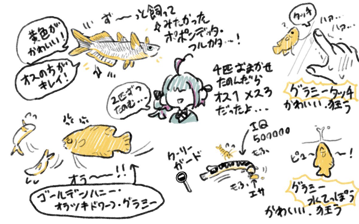 リビング水槽レポです🐟
陰性水草と黄色い魚が本当に大好きすぎます 