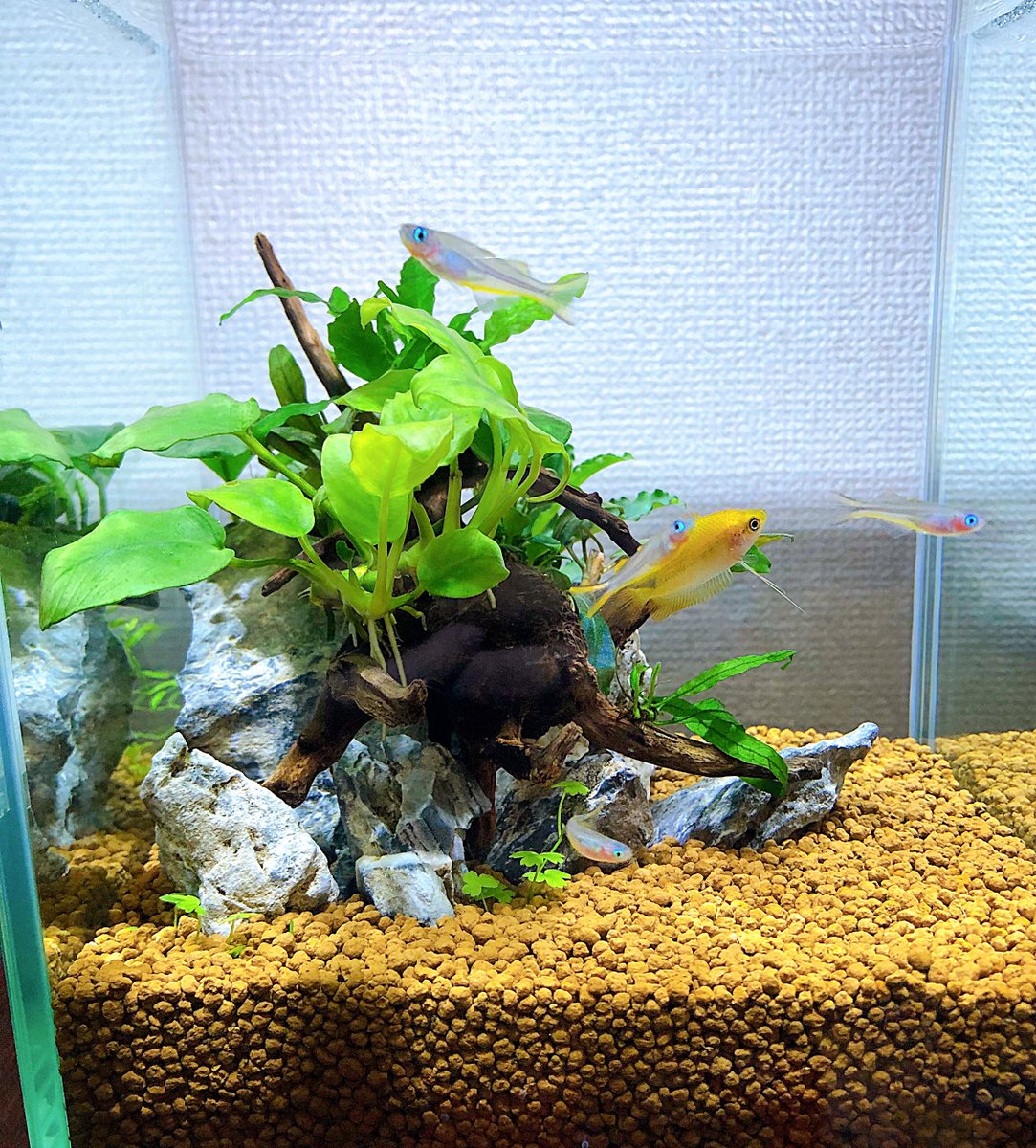 リビング水槽レポです🐟
陰性水草と黄色い魚が本当に大好きすぎます 