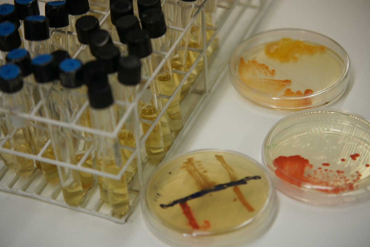 MegbLab's tweet photo. Our team is growing &amp; we are hiring! Learn more about the positions and apply ⬇️⬇️
-Microbiology Laboratory Technician in the Microbial EcoGenomics and Biotechnology Lab
https://t.co/5JfjbdGEcp
-Research specialist - Bioinformatics in Microbiome Sciences https://t.co/wcuSt1zzs3 https://t.co/4PIKdIwalv