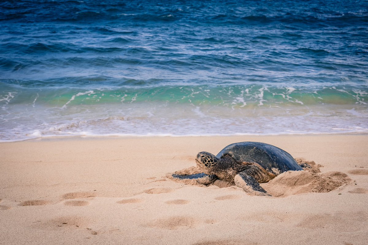 Dünya Deniz Kaplumbağaları Günü 🎉🐢
⠀
100 milyon yıldan uzun süredir varlığını sürdüren deniz kaplumbağaları, ⁣deniz ve kıyı ekosistemlerinin sağlığı için kritik öneme sahipler.

#WorldSeaTurtleDay 
#SeaTurtleWeek