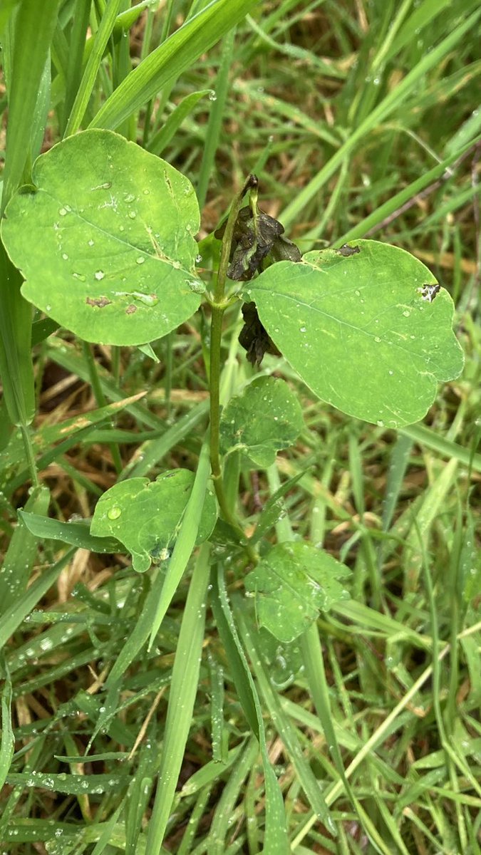 @HardknottForest @EadhaAspen @MontaneWoodland @treesforlifeuk @WoodlandTrust @Forest_Research @treesplease1 @_JamieMcIntyre @_Polinard @LawroNCB @PinkfootedGus @joaniemac17 A couple of wild #aspen shoots in my #Cataibh backyard showing it