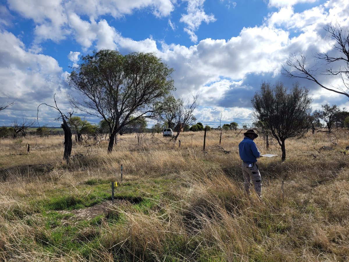 New restoration experiment to test effects of carbon addition and weed removal on soil microbes and nutrients @felipe_alborn @SuzanneProber @CSIRO @MUniResearch