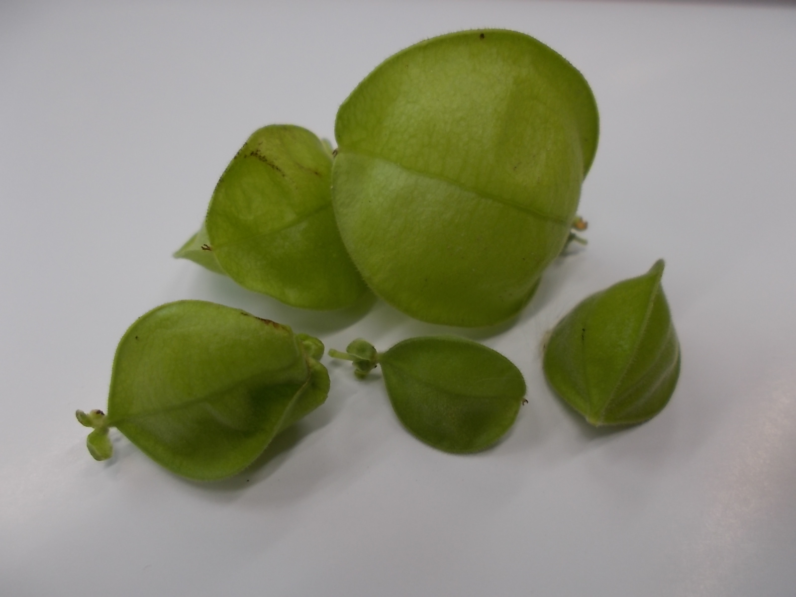 浜松市立可新図書館 公式 可新図書館グリーンカーテンだより フウセンカズラに実を付けました ツタの伸びはイマイチでも しっかり成長しているようで安心しました T Co Cscsosw4f2 Twitter