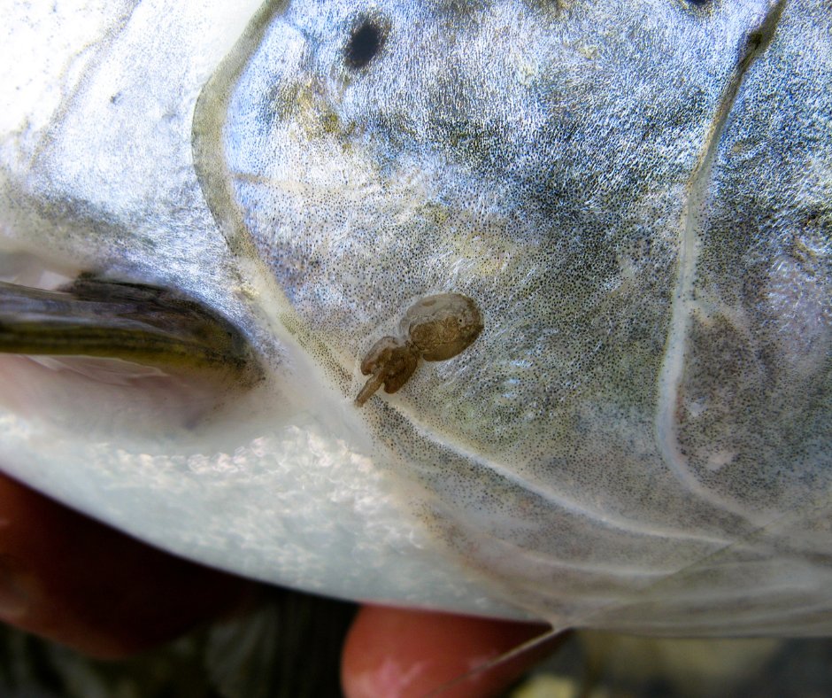 Sea lice are one of the biggest threats wild fish face from open-net salmon farms. The Scottish sea lice statistics dashboard on our website shows the percentage of farms in breach of good practice and Scottish Government lice limits.
salmon-trout.org/weekly-sea-lic…
📸: ©Shutterstock