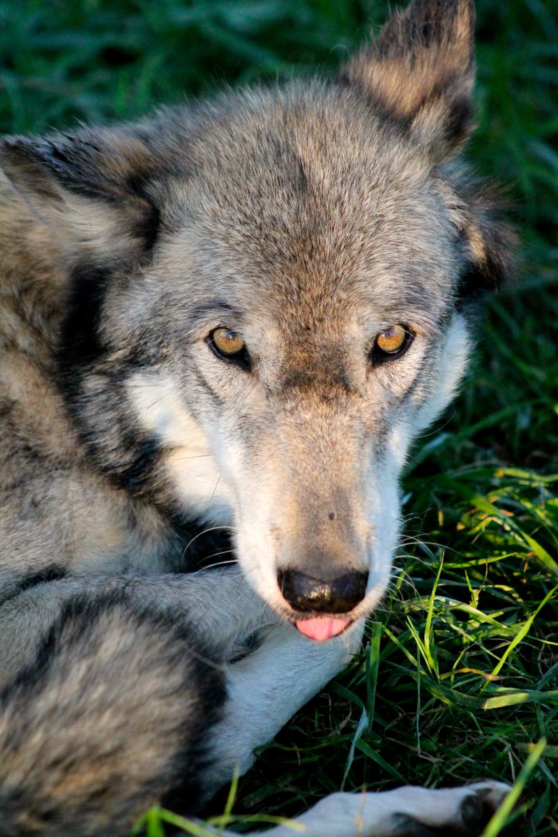 HourlyWolves presents: