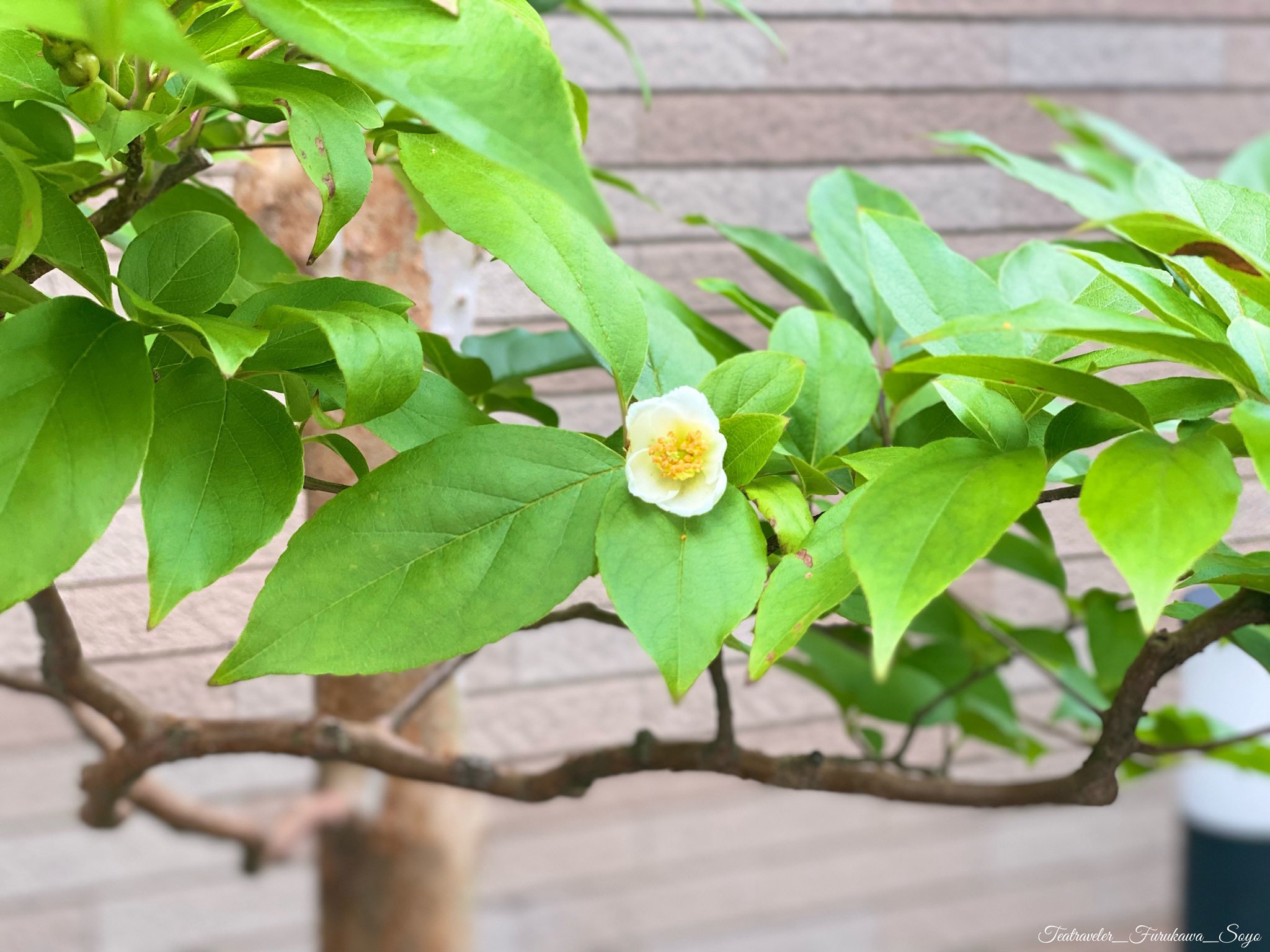 ふるかわそうよう 裏千家茶道 この一輪が可愛らしい This One Flower Makes Me Feel Happy And Relieved 夏椿 沙羅樹 Japanesestewaria 茶花 6月の茶花 茶道 裏千家 東京中野千秋庵 Wayofgrace恵み茶会 恵み茶会 T Co 3i7koohufy