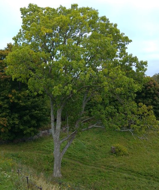 Jos tiedät, missä kasvaa saarnia, ilmoita! #bongaasaarni Ruokaviraston kasvinterveysyksikkö kaipaa kansalaisten apua saarnien paikantamiseen.
Lue lisää täältä:
ruokavirasto.fi/viljelijat/kas…