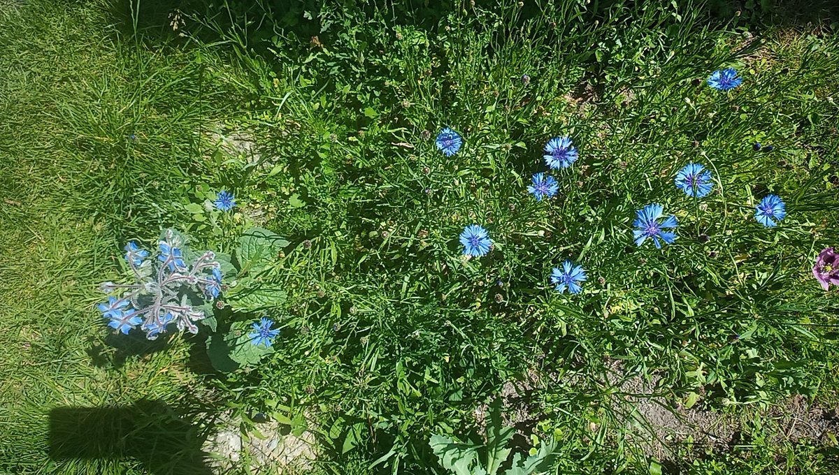 paulpharoah's tweet image. Finally getting a dividend from #NoMowMay #JuneTooSoon.