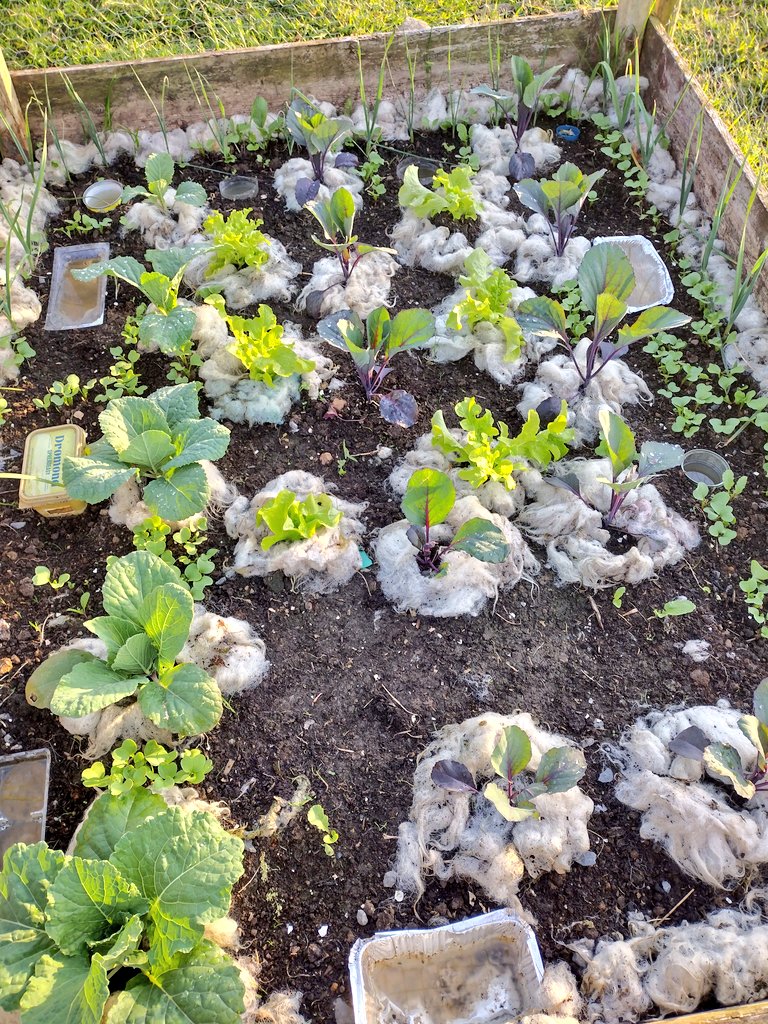 Spuds are coming on well <a href="/SgothanGeal/">sgothan geal vaping ☮️</a> 👍👍. Planted on St Patrick's day and ready to go on the 12th July. Cabbage, savoy, lettuce and leeks are a bit behind due to having to  restart them thanks to leatherjackets but we'll established now😋😋😋.