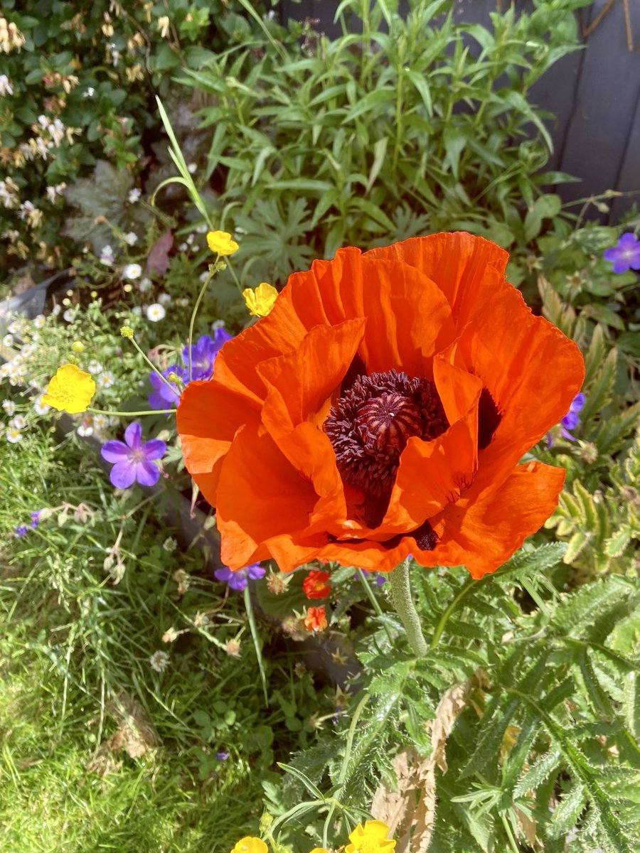 Saschamash's tweet photo. Poppy! https://t.co/p59rHC5qHe