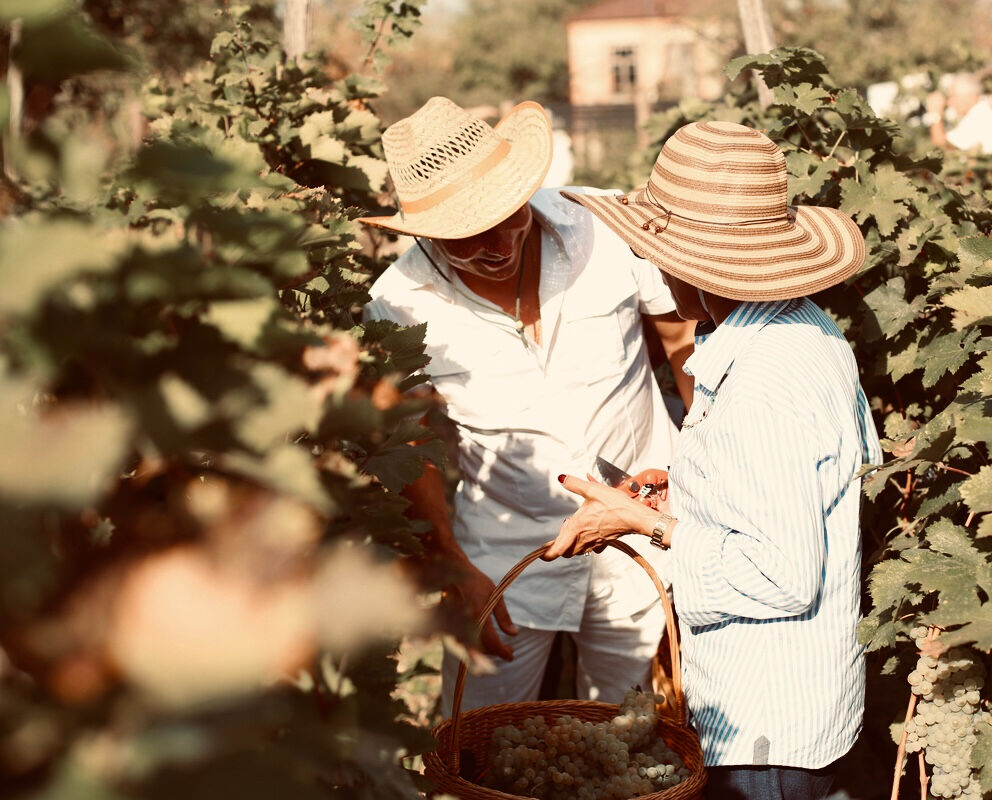 Are you a Rosé wine lover? Then check out our Chateau Svanidze Rosé!🍷

This wine has a lovely balance of acidity and sweetness in taste as well as fruity aromas of cherries and strawberries.🇬🇪🍒🍓

Visit our website for more.

bit.ly/3bzWhEA
