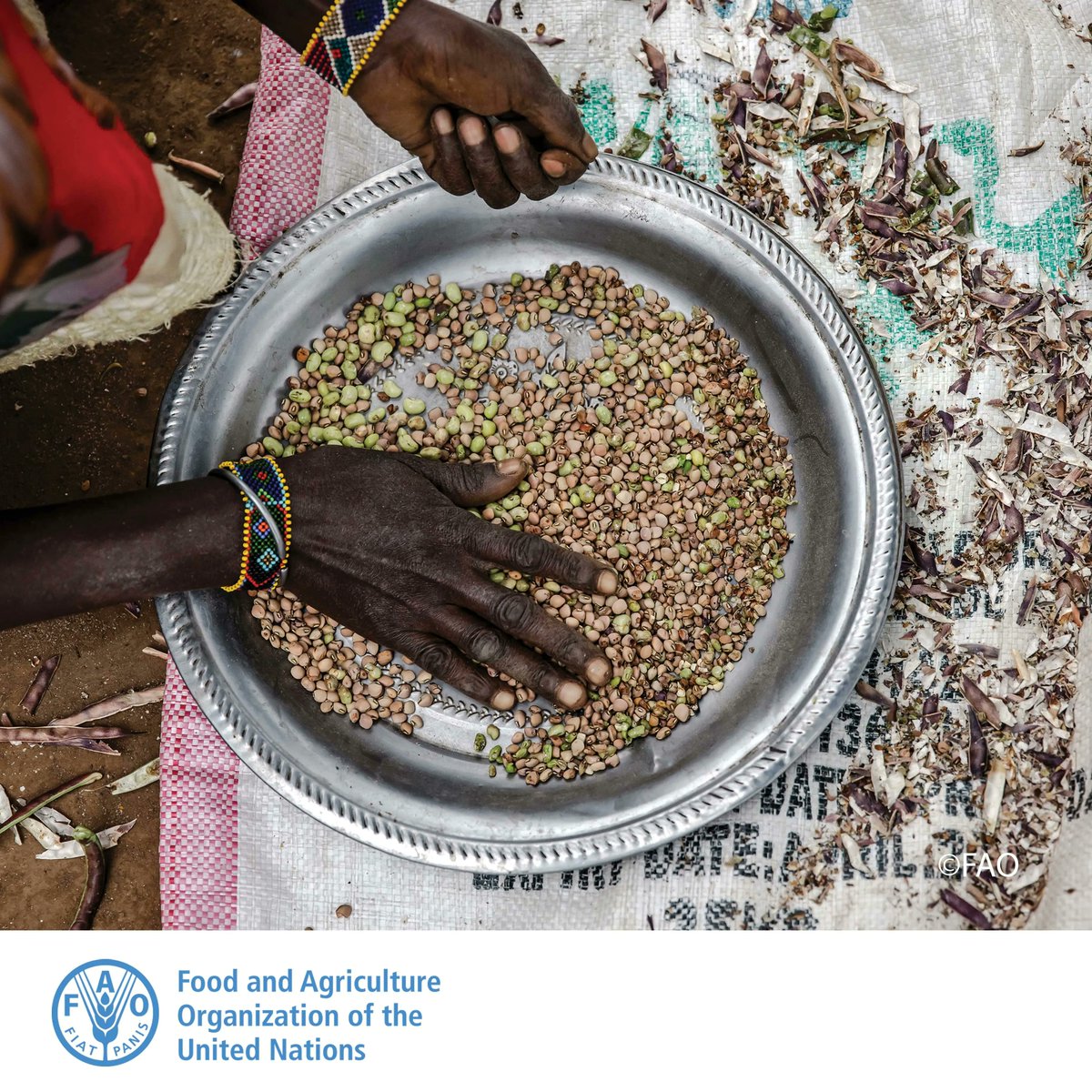FAOAfrica's tweet photo. There is more than enough food produced today to feed every last one of us. 

👉  Yet up to 811 million people remain chronically undernourished, amid signs of diminishing momentum towards reaching Zero Hunger. https://t.co/ZICXl3PHIc