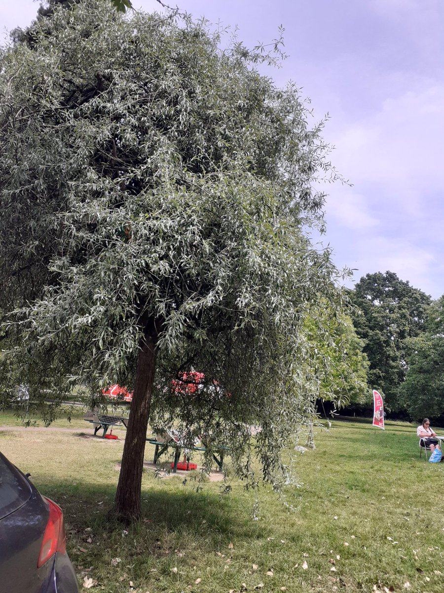 TowerTeas's tweet photo. #SunnyDay #shadytrees @TowerTeas #parkhillpark #croydon https://t.co/IyrSFsnTLY