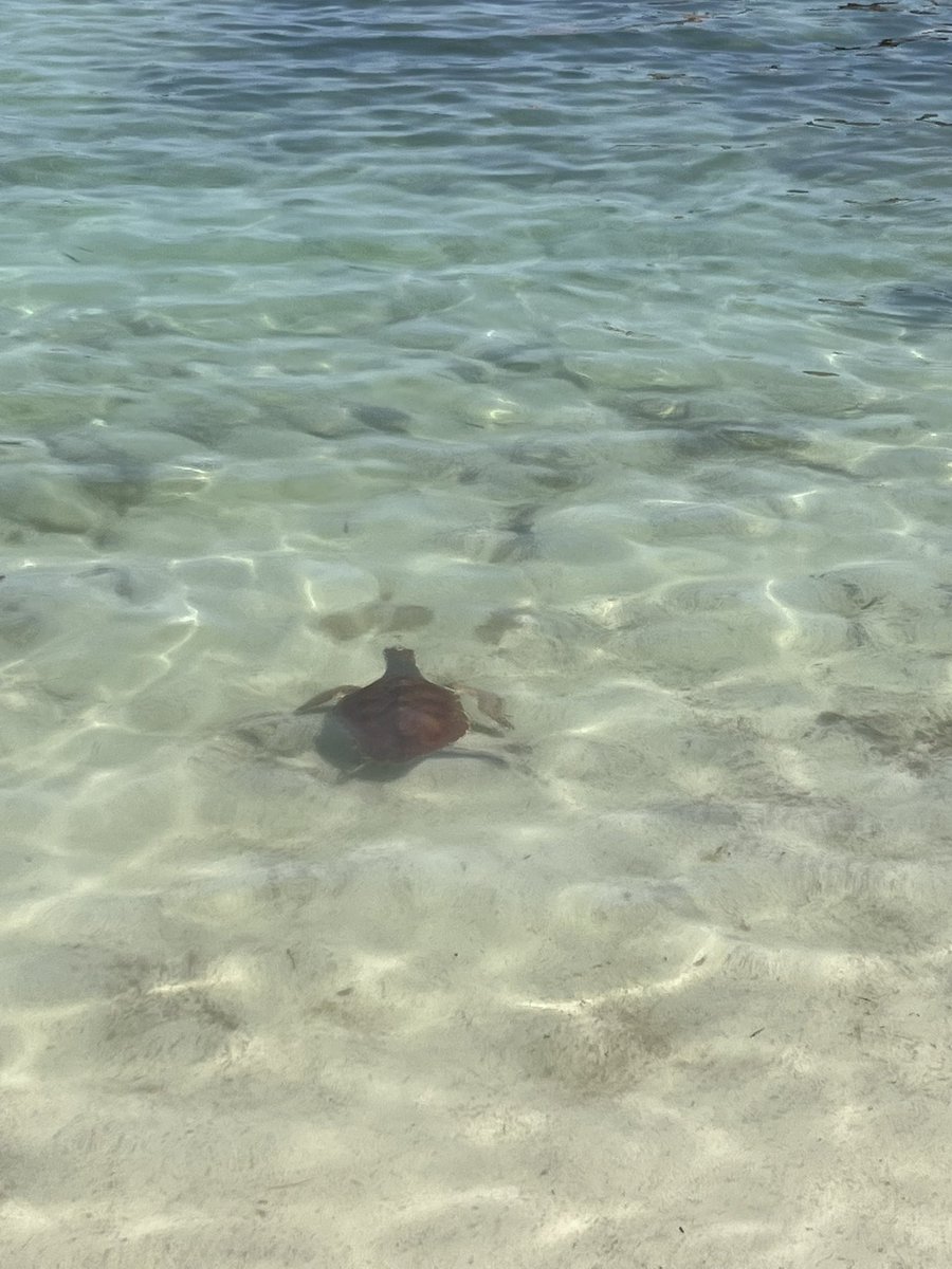 ajcapdepera tweet media