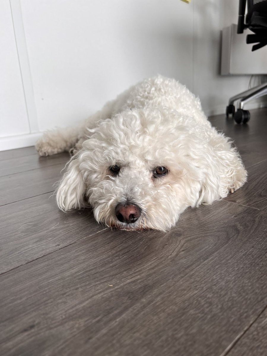 russellkinghq's tweet photo. Picasso is feeling the heat. Lucky we have some air con to keep him cool

#dog #dogs #DogLover #bichonfrise https://t.co/X5NriwZn6a