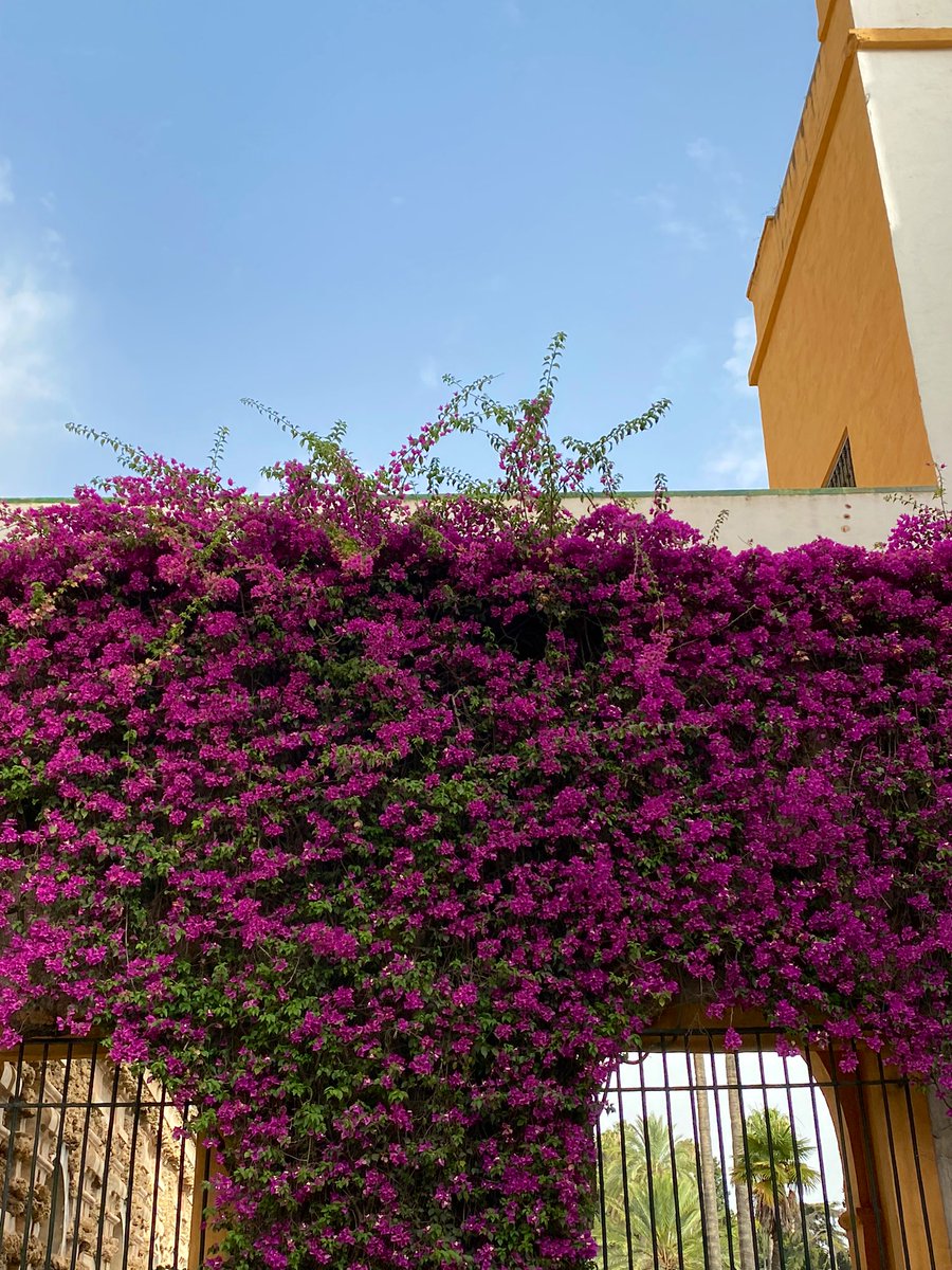 edwordd's tweet photo. Sevilla reminded me be grateful✨

To be nicer
Do better 
And do more good 

It tugged at my heart and showed me compassion is easy and free. 

Gracias guapa♥️ https://t.co/twdGrACYRF