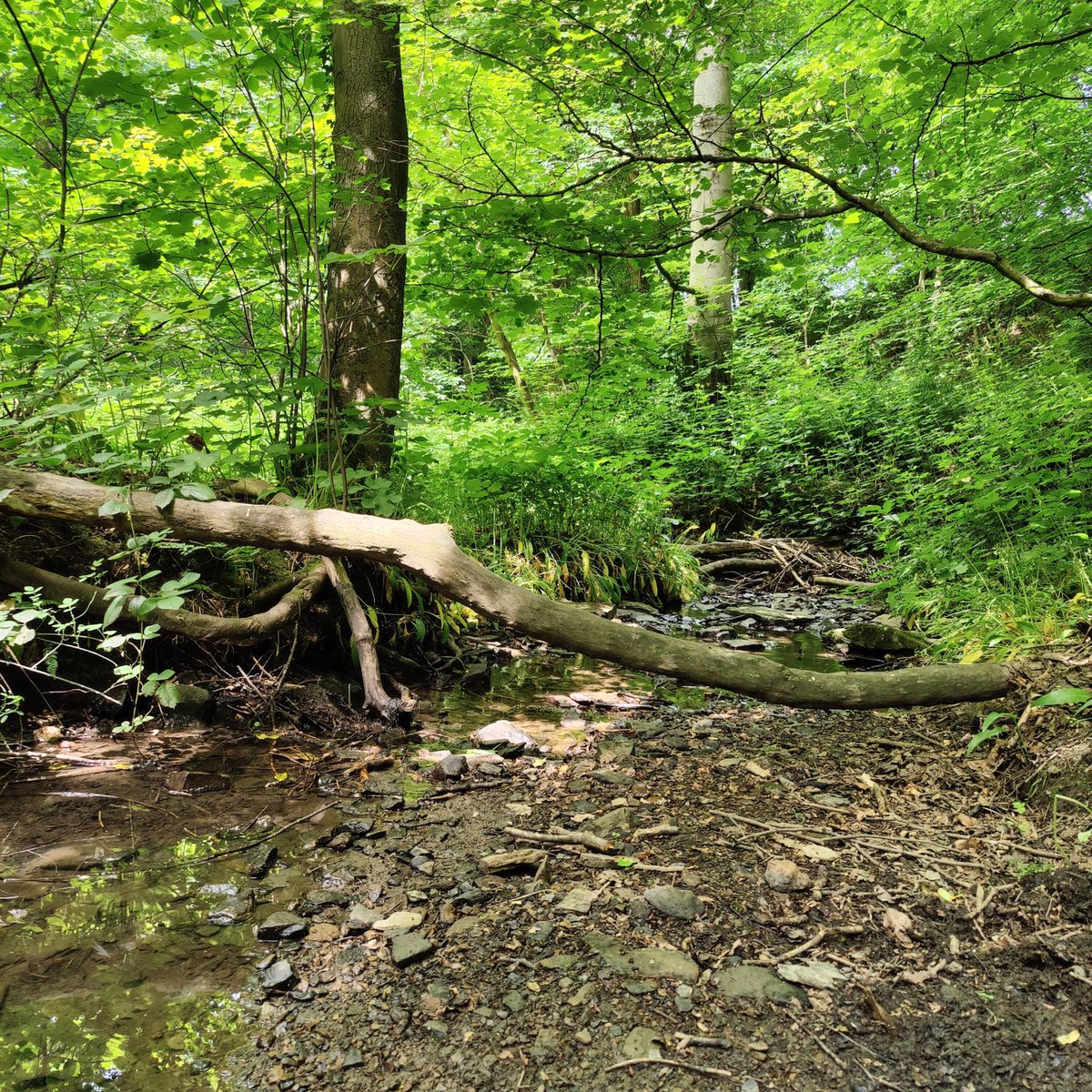Wazations's tweet photo. Another Lunchtime Walk Offering https://t.co/UXvbkzJQpD