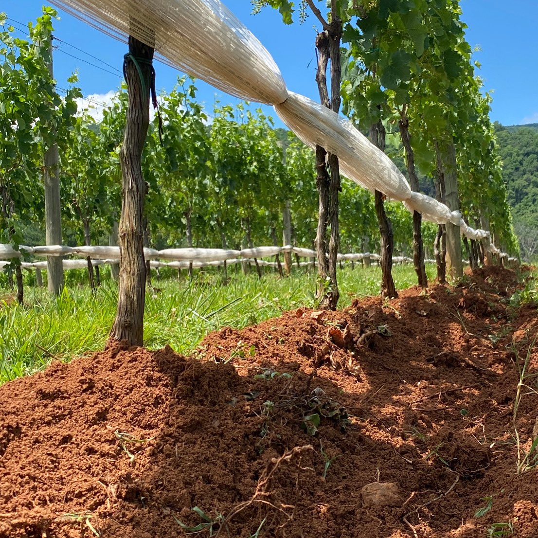 Keeping the vineyard as chemical-free as possible by using a cycle of mechanical cultivation under the vines to manage weeds, maintain soil health, and reduce disease pressure.  

#vawine #monticelloava #vineyard #cabernetfranc #vintage2022 #vino