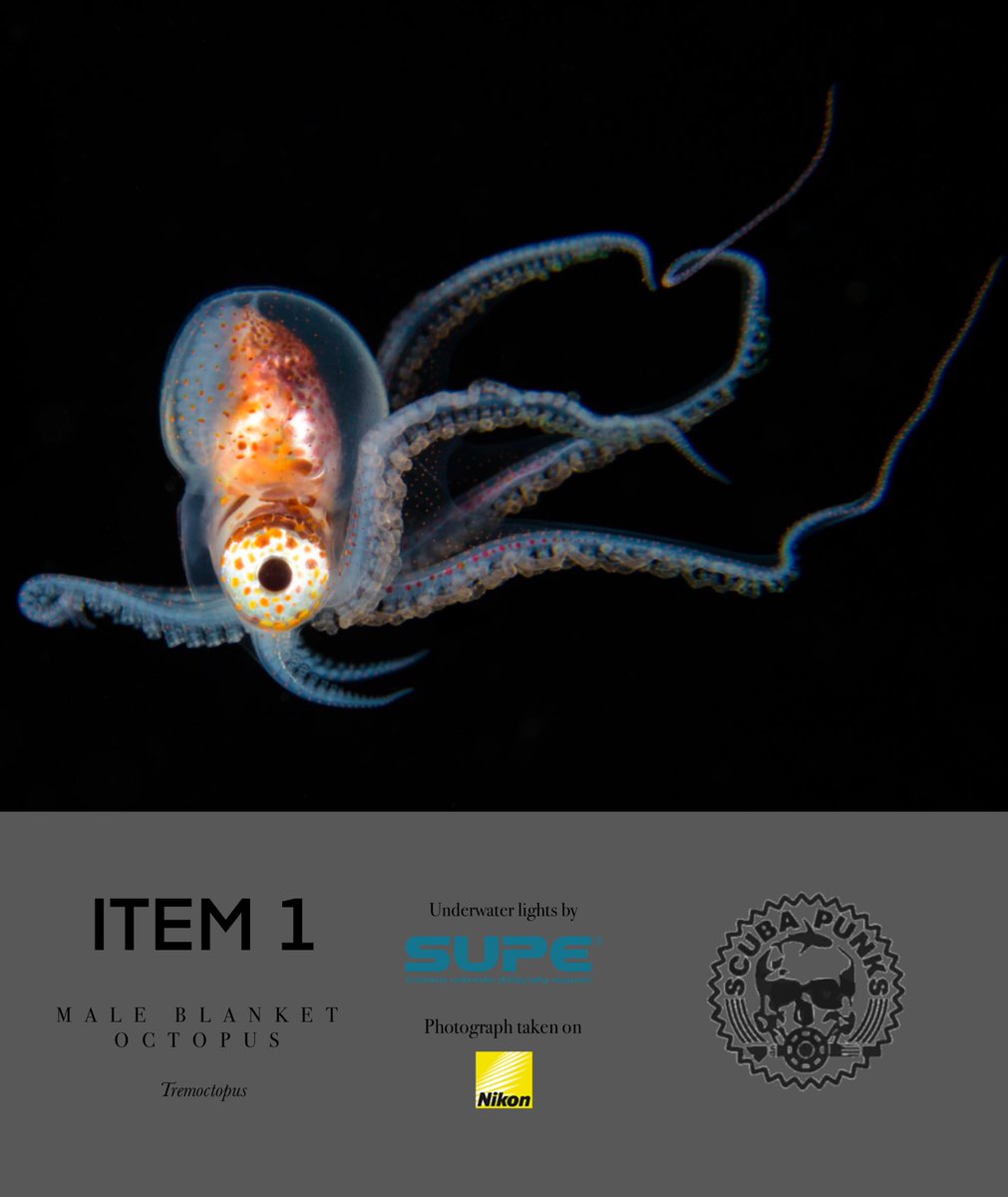 ScubaPunks's tweet photo. #BlackwaterPhotography: Perilous Passion

Diving into the abyss in the shroud of night

Navigating the depths in 0-gravity whilst gauging strobe &amp; camera settings📷

This requires artistry that Marco has refined in >8K dives to document such ethereal creatures🐙

📍Maldives https://t.co/1QjgIPb1eU