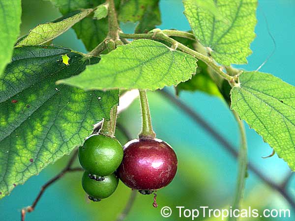 toptropicals's tweet photo. #Muntingia calabura - Strawberry tree is one of the most profuse and rewarding #fruitingtrees! From spring to fall, you will harvest 2 crops a day once the plant is established. Fruits taste like cotton candy.
https://t.co/MT2nsBdAvn
#exoticfruits
#rareplants
#ThursdayThoughts https://t.co/Oz9FHb8dY6