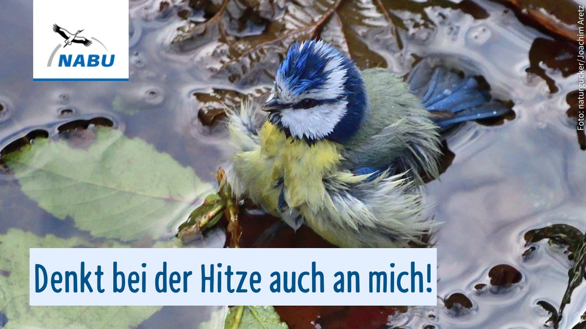 Es wird heiß und für Vögel ist die Hitze sehr anstrengend. Vergesst sie nicht &amp; stellt ihnen eine Abkühlung bereit. Das geht ganz einfach:

🫗Schale mit Wasser füllen
⛅️in den Schatten stellen
💧täglich reinigen

Eine etwas ausführlichere Anleitung ➡️ 
 nabu.de/umwelt-und-res…