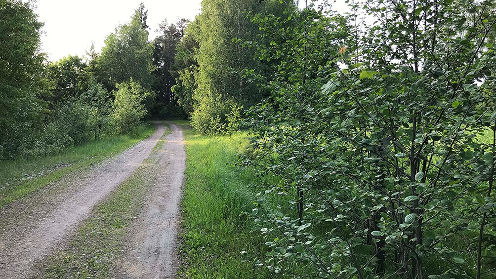 Hiekkatie, jonka varressa vehreää pusikkoa. Pusikon keskellä vaikeasti havaittavissa oleva osoitenumerokyltti.