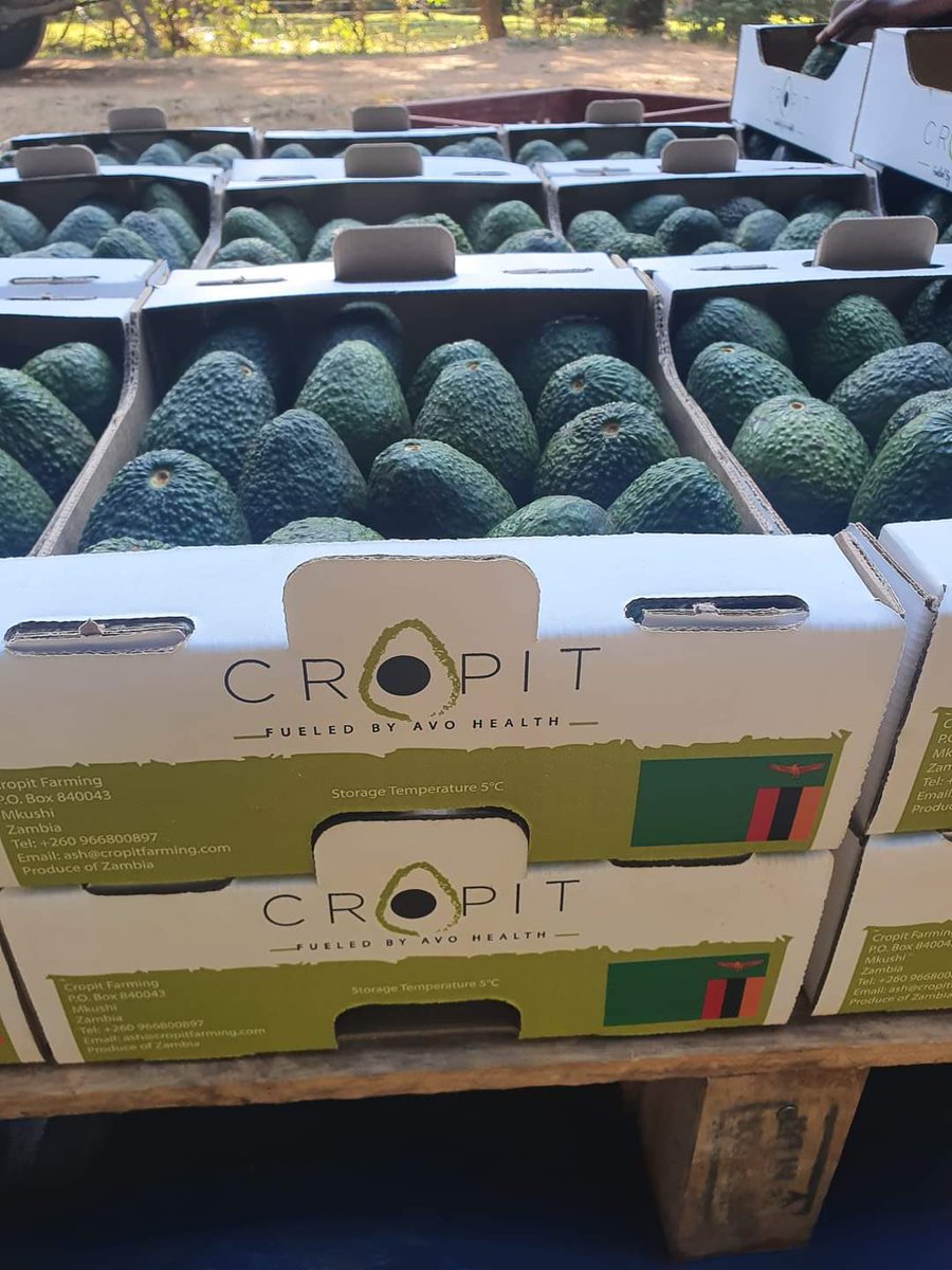 Went to Europe to market our products, they said we need them. Went to @expo2020dubai, they said send us produce from #Zambia.
Now we have started exporting Hass Avocados to #EU and #UAE markets. We’re unlocking available opportunities for our citizens.
#ChiefMarketingOfficer