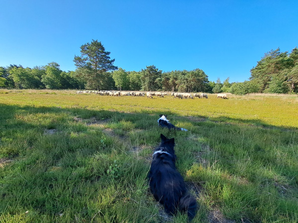 herder_boris's tweet photo. Met een strak blauwe lucht grazen de schapen in de vroege morgen aan de valkeniersbaan. #kampina @Natuurmonument @Wilma46429620 @bosw8erLuc @BoswachterFrans @gem_oisterwijk https://t.co/a2BJj15scm