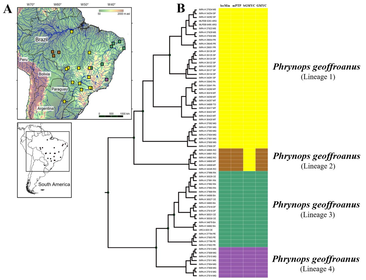 DiversityMDPI's tweet photo. #DiversityMDPI, New publication "Four in One: #Cryptic Diversity in Geoffroy’s Side-Necked #Turtle Phrynops geoffroanus (Schweigger 1812) (Testudines: Pleurodira: Chelidae) in #Brazil" at the link: https://t.co/FZKPP7Sxzi https://t.co/VLjlYikG93