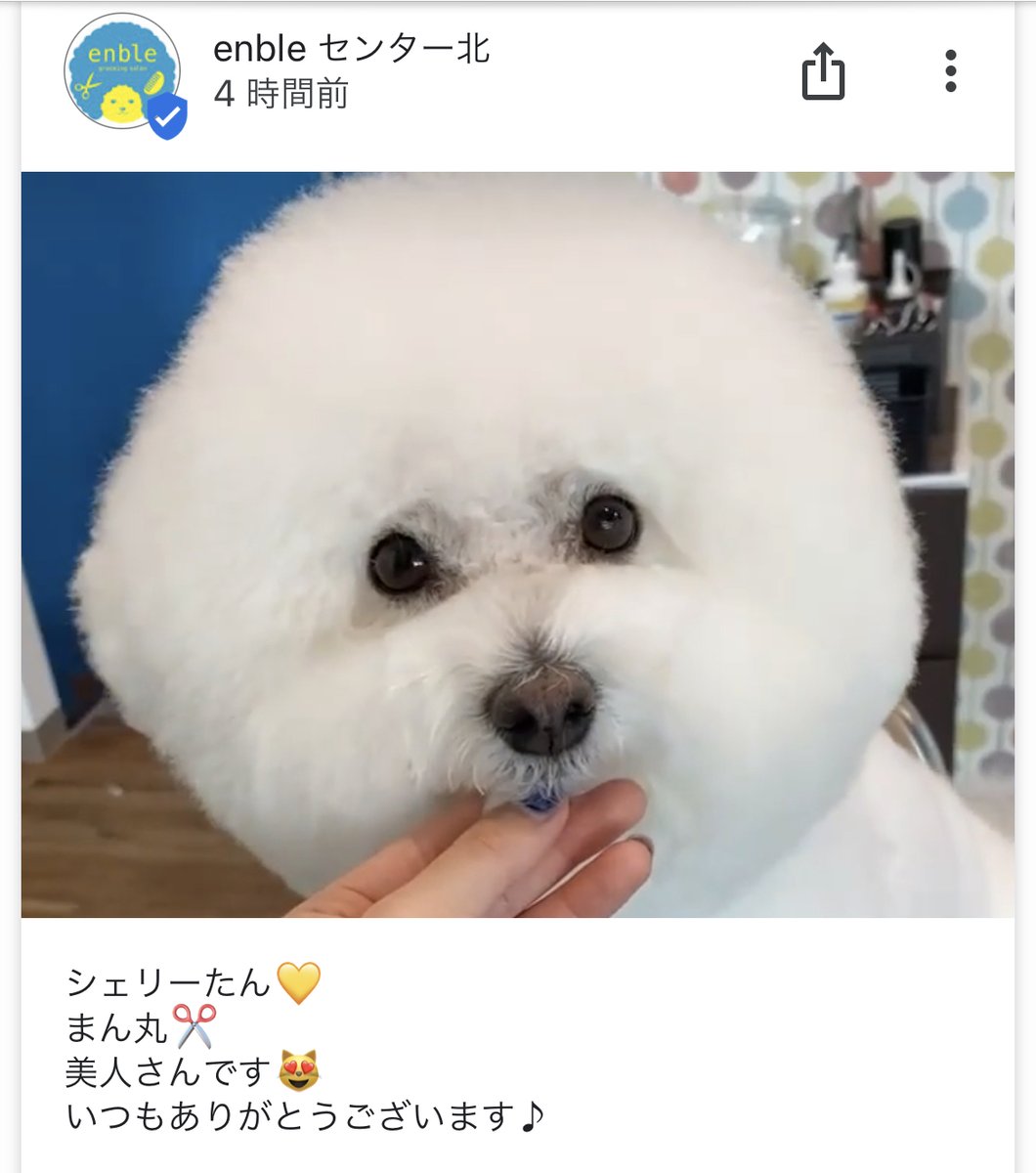 enble11's tweet photo. #センター北トリミング #横浜トリミング #犬 https://t.co/rt4OY74ItT