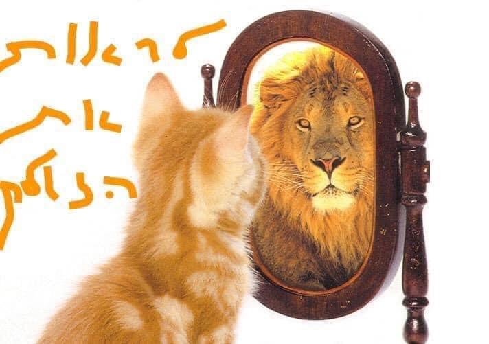 החתול אוהב את  האריה . בטוח בעצמו !!!!