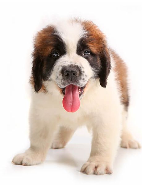 Soy Un Perro tweet media