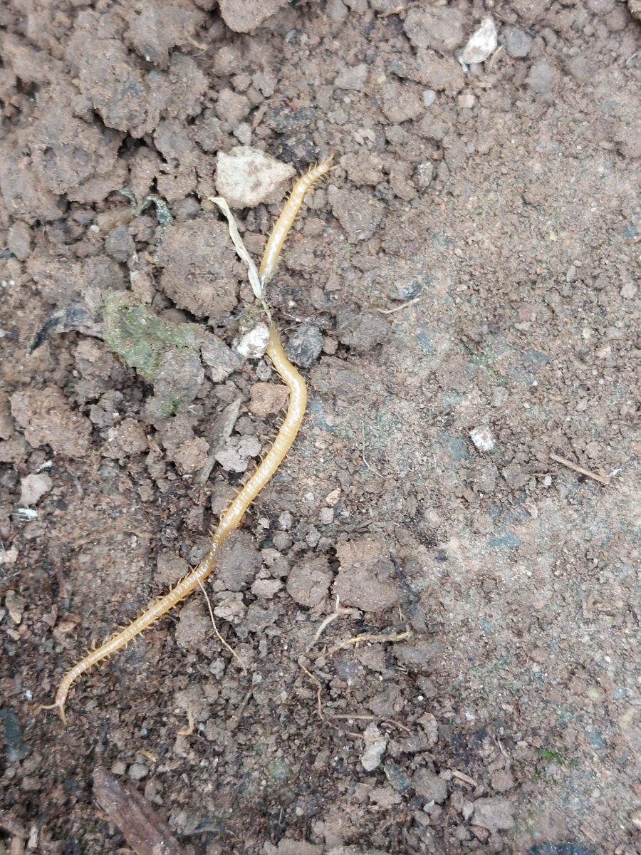 LambleyWi's tweet photo. Day16 #30DaysWild Zoom in close and the root becomes a #milipede! Scurrying sound in the garden soul. @Nottswildlife @WomensInstitute @WildlifeTrusts https://t.co/U3CmMmwSKj