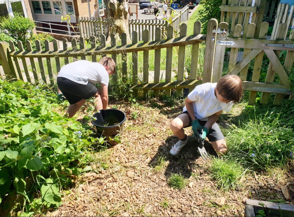 WestdenePS's tweet photo. Year 5 have been doing a fabulous job weeding the paths in our school allotment #outdoorlearning #TogetherEverybodyAchievesMore #multisensoryenvironment https://t.co/GfLYRdV8Fz