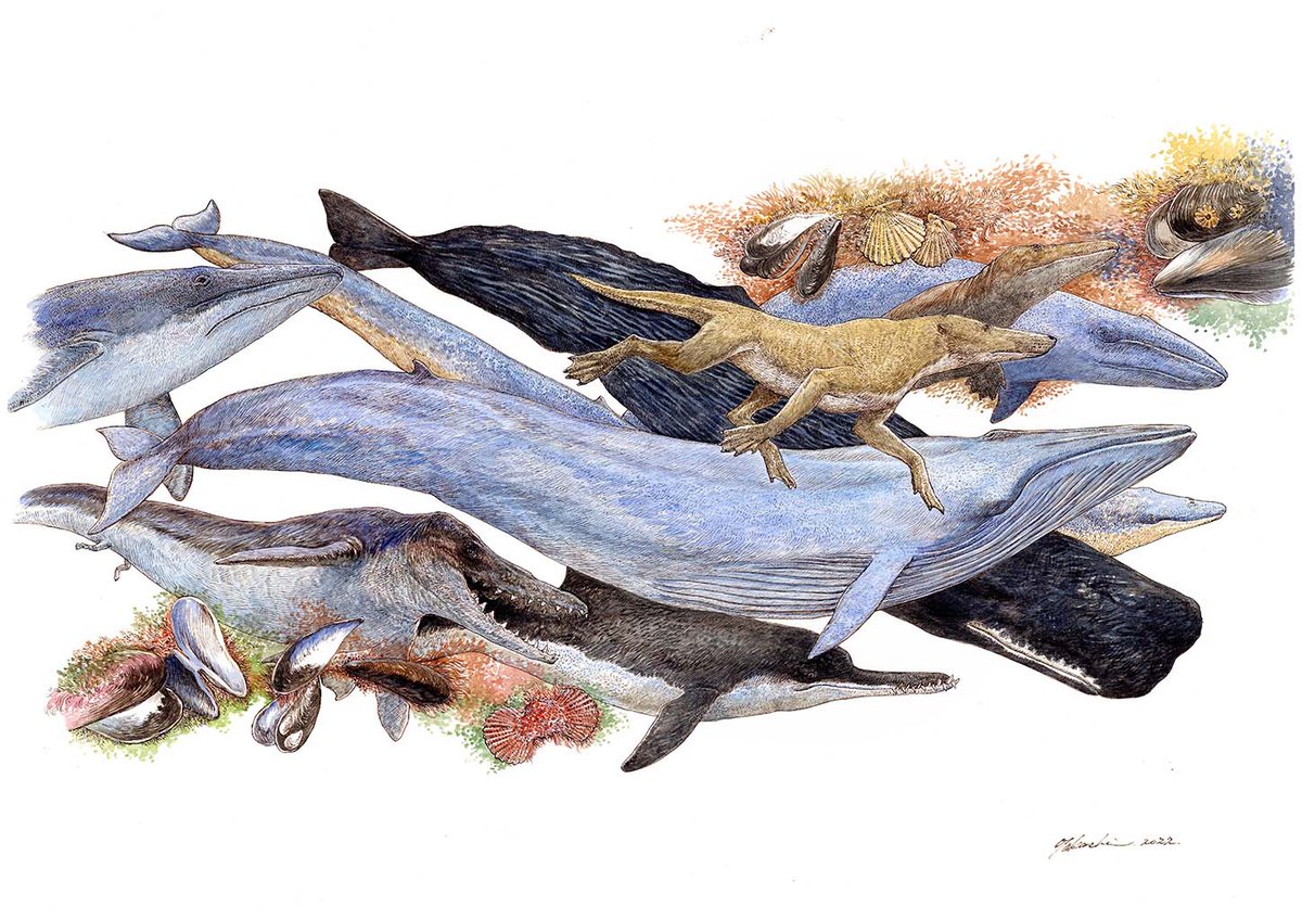 「『クジラの進化 (講談社の創作絵本)』
水口 博也 (著, 写真), 小田 隆 」|小田　隆　Oda Takashiのイラスト