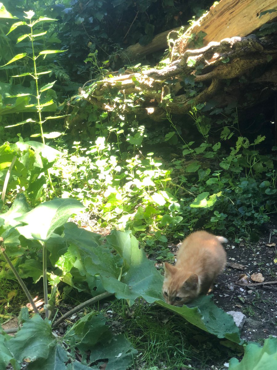 SAZ_katten's tweet photo. Als je tijdens het hardlopen in een afgelegen stukje Amsterdam dit soort kleintjes tegen komt....... Gelukkig belde de melder ons en zijn we meteen gekomen met vangkooien om ze naar binnen te halen. Is dat gelukt? #morgenmeer #kittensaltijdspoed #belons https://t.co/FUHIvUO4RA