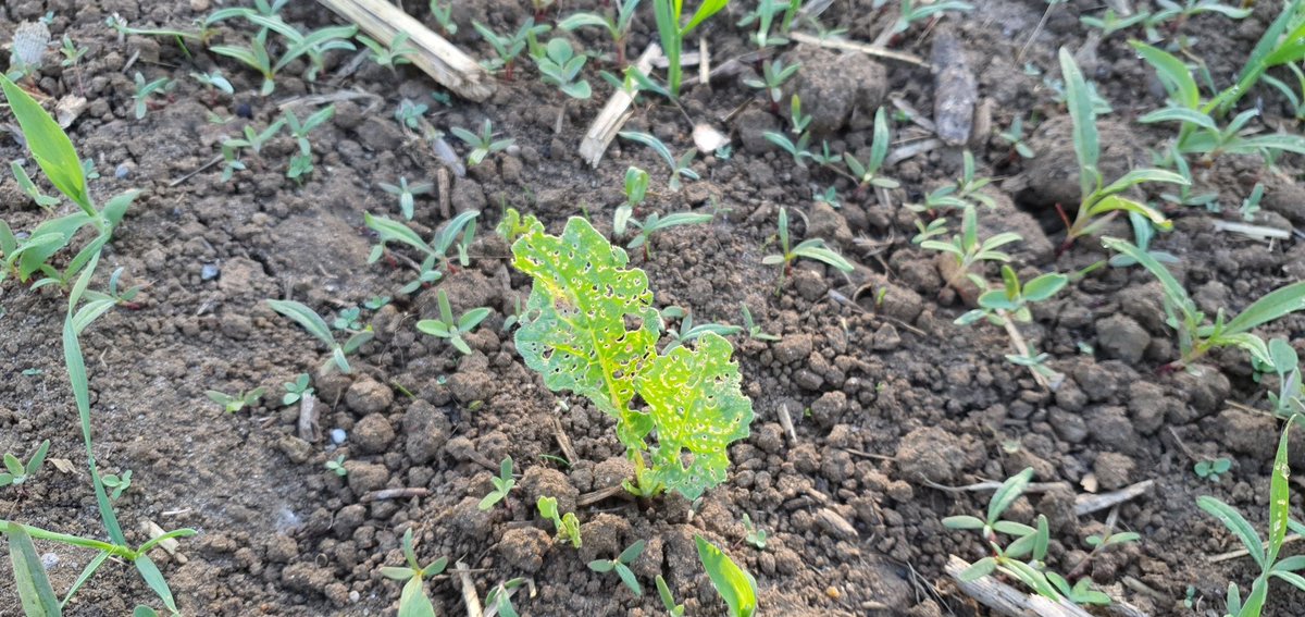 Tom Allen-Stevens tweet media