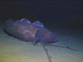 Two #toothfish species live at the #SouthSandwichIslands. How do they get on?
 
In a new special issue of the journal Deep Sea Research, <a href="/CefasGovUK/">Cefas</a> scientists and <a href="/BAS_News/">British Antarctic Survey 🐧</a> have detailed the ecology and life-history traits of these understudied species⬇️

sciencedirect.com/science/articl…