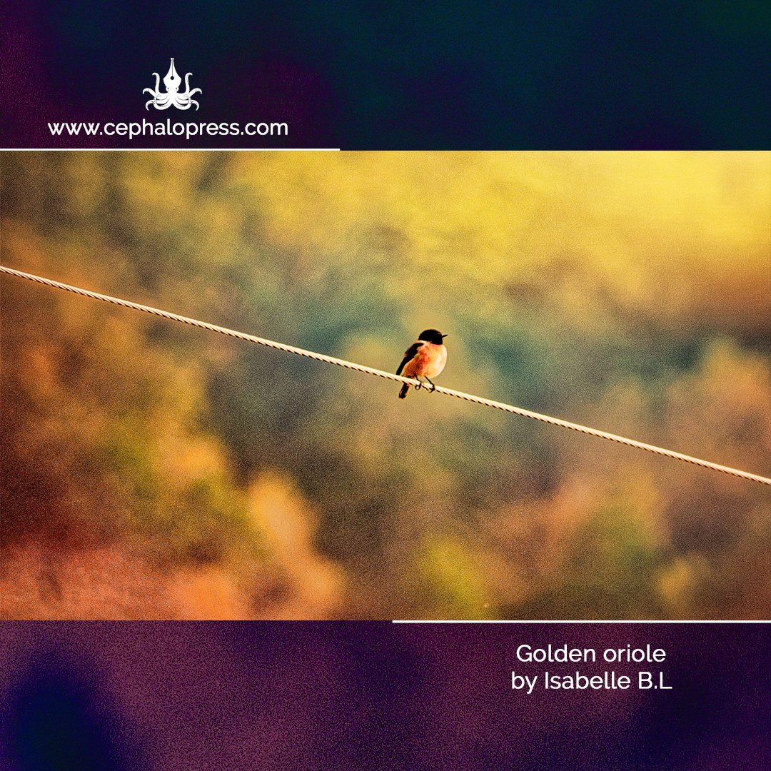cephalopress's tweet photo. https://t.co/o0d8jT0oiK
'The golden oriole performed acrobatic displays to capture Annabelle’s attention. The bird’s golden head mimicked Annabelle’s brushstrokes.'
#inksac #newpoetry #poetrytwitter https://t.co/sfOCGqb7rt