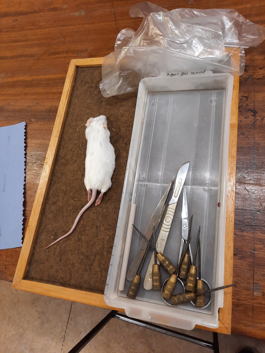 ScienceTechSean's tweet image. Thank you for your sacrifice for teaching and science little mouse #biology #science