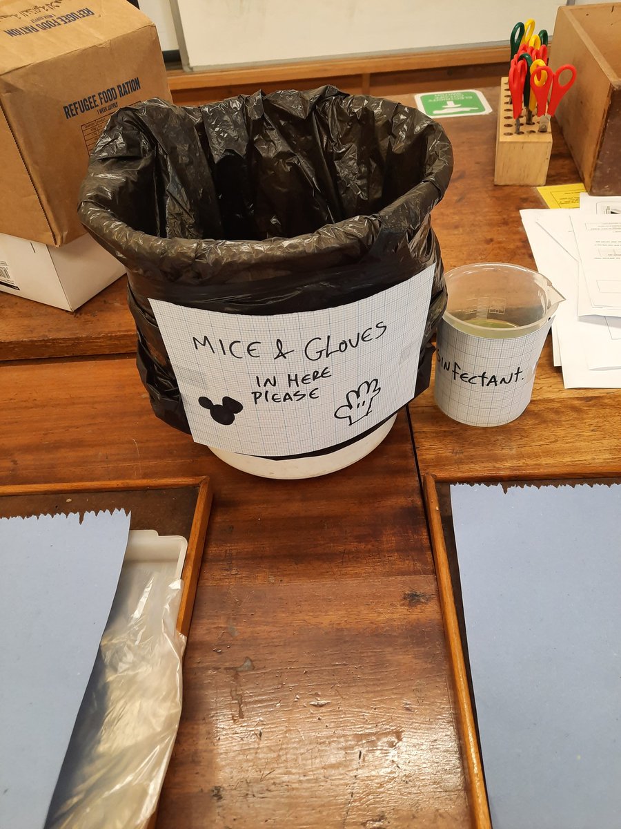 ScienceTechSean's tweet image. Thank you for your sacrifice for teaching and science little mouse #biology #science