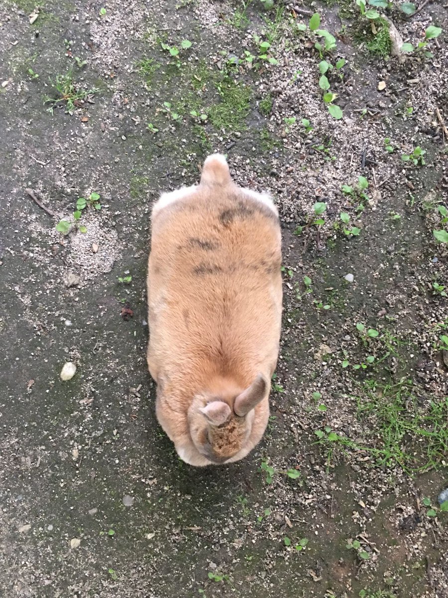 ddubicat's tweet photo. 네 토끼입니다(...) 이름은 '돼끼'예요.
언제부터 학교에서 지내게 된 건지는 알 수 없지만, 지금은 교내 동물보호동아리를 비롯한 학교 식구들의 보살핌을 받으며 살아가고 있습니다. 귀여운 돼끼 https://t.co/DFqh0D2DpG