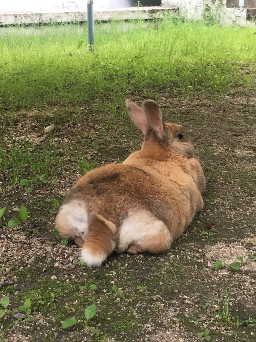 ddubicat's tweet photo. 네 토끼입니다(...) 이름은 '돼끼'예요.
언제부터 학교에서 지내게 된 건지는 알 수 없지만, 지금은 교내 동물보호동아리를 비롯한 학교 식구들의 보살핌을 받으며 살아가고 있습니다. 귀여운 돼끼 https://t.co/DFqh0D2DpG