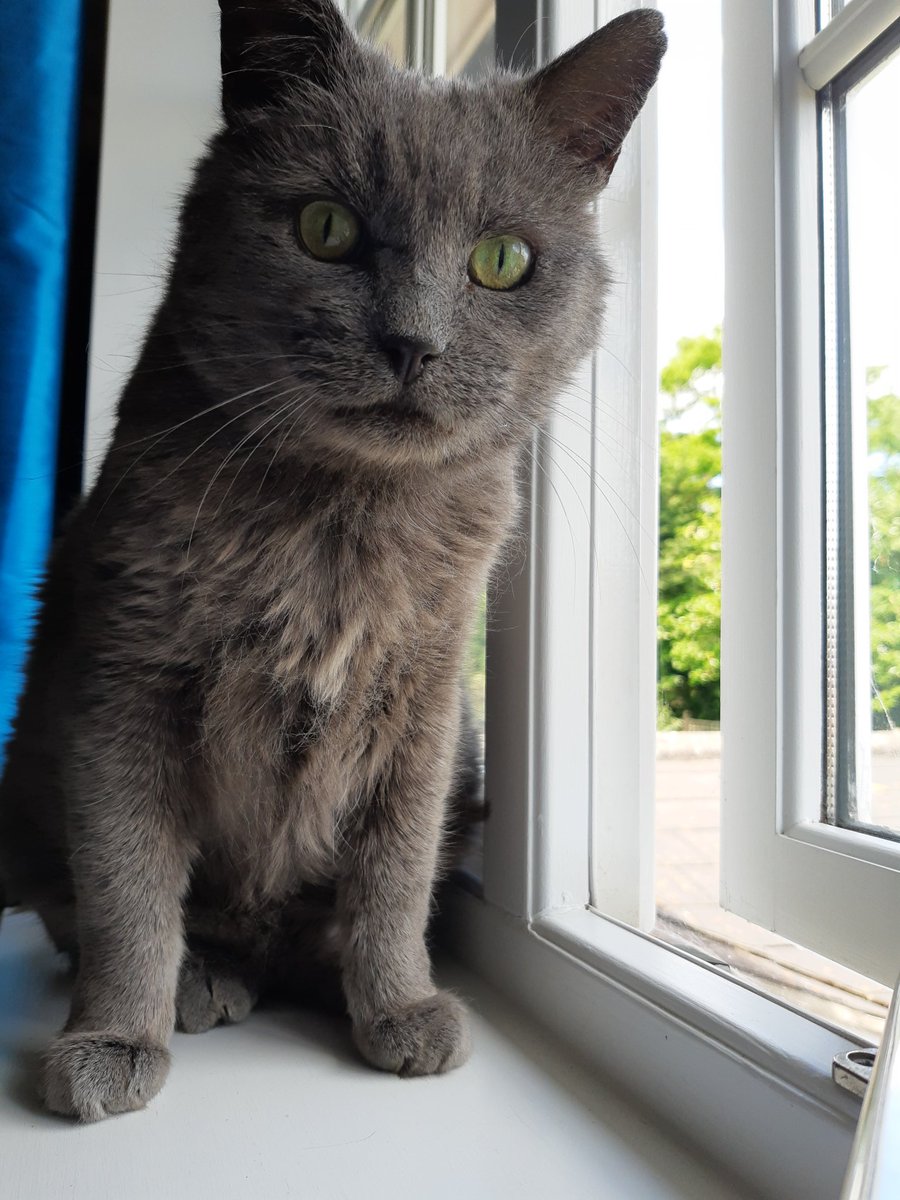 IvanandFelix's tweet photo. Mum thought I needed a good brush, especially on my front. πΉπΉ I explained very clearly why I don't. When she stops bleeding I might allow head scritches as a treat for her. πΎπ»
#CatsOfTwitter #cats #thursdayvibes #AllHeart #OnlyAScratch https://t.co/ctEmVCybQN