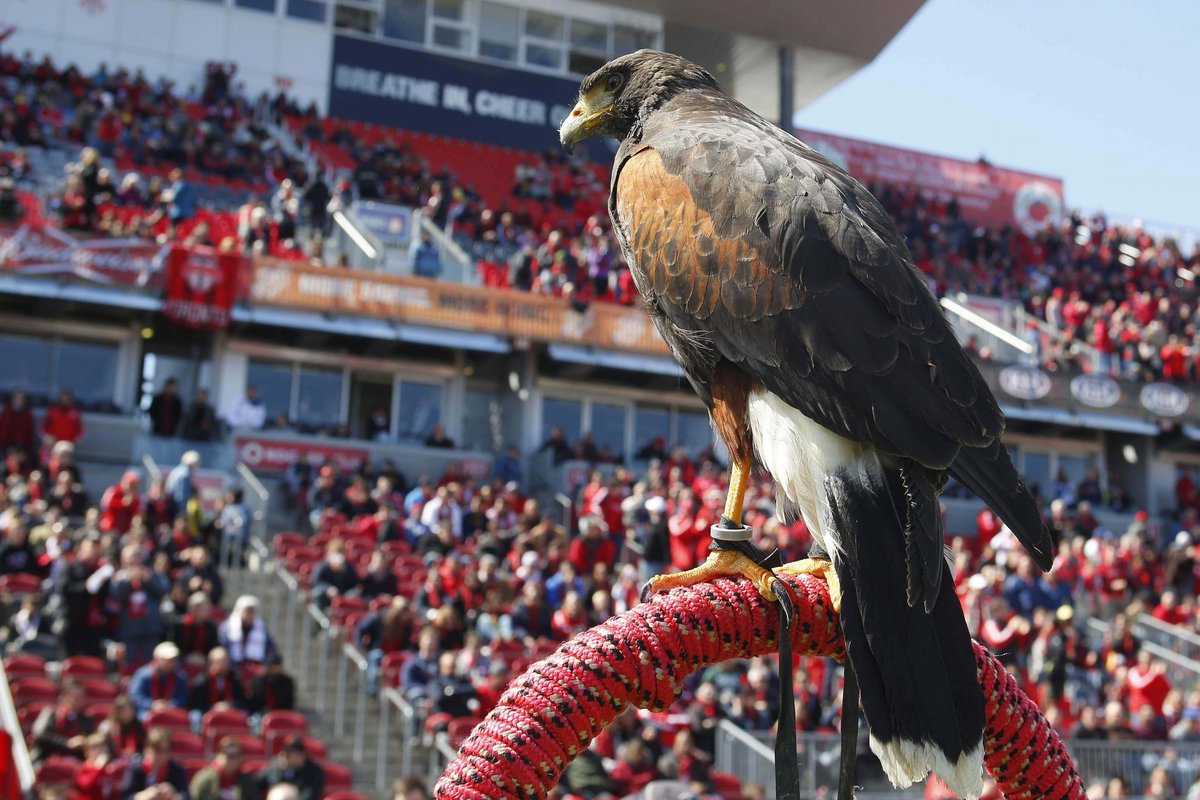 Essfur1's tweet photo. @FootballDaftPod Toronto FC 🍁 "go you reds". Here's a photo of the club mascot, Bitchty the Hawk. https://t.co/WUWmHveKN8